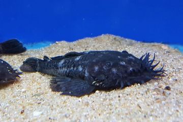 L034 - Ancistrus Ranunculus Balığı