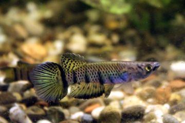Epiplatys Sexfasciatus Balığı