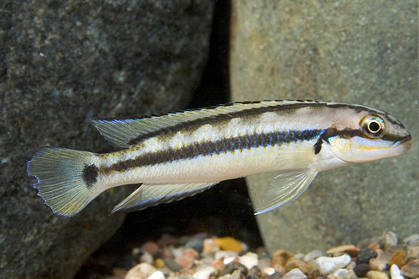 Telmatochromis Vittatus Balığı