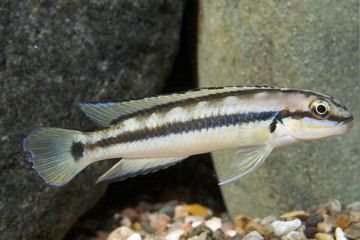 Telmatochromis Vittatus Balığı