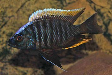 Copadichromis Geertsi Balığı