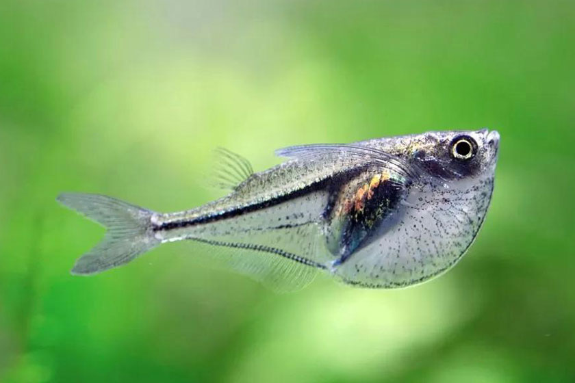Carnegiella Myersi - Pigme Balta Balığı