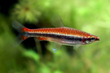 Nannostomus Beckfordi - Altın Kalem Balığı