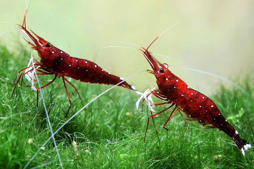 Caridina Dennerli - Kardinal Karides