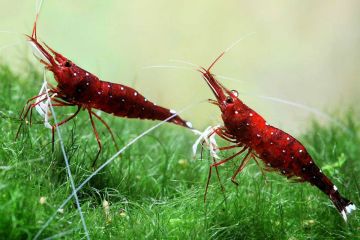 Caridina Dennerli - Kardinal Karides