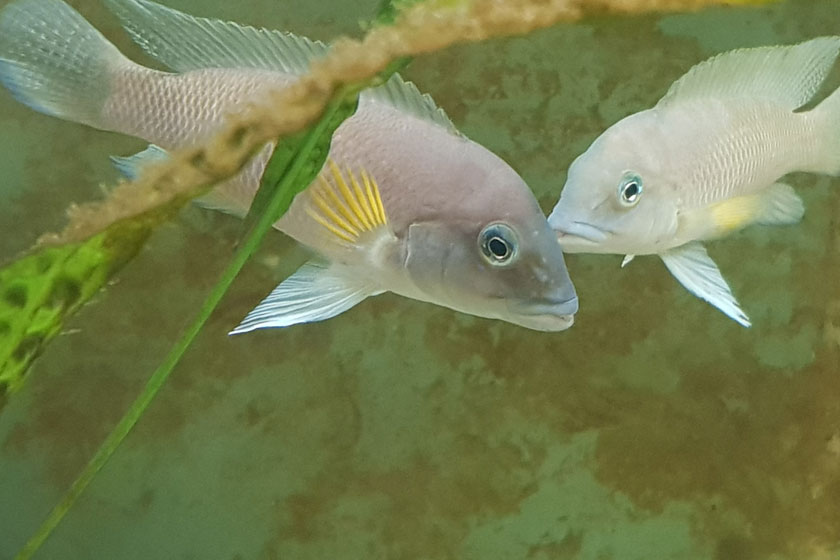 Neolamprologus Modestus Balığı
